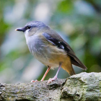Grey-headed Robin